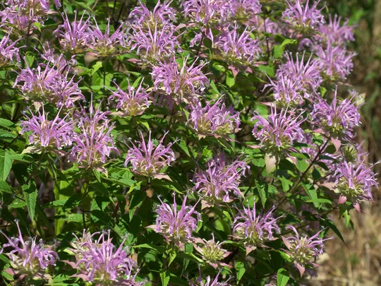 Wild bergamot (Monarda fistulosa) in bloom
