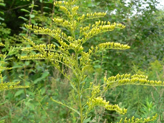 Canada goldenrod (Solidago canadensis) in bloom