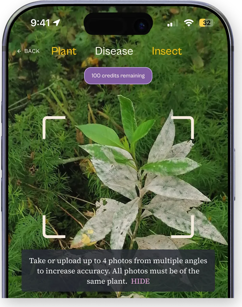 The Ezina camera in disease mode, framing a garden phlox whose leaves are coated in powdery mildew.