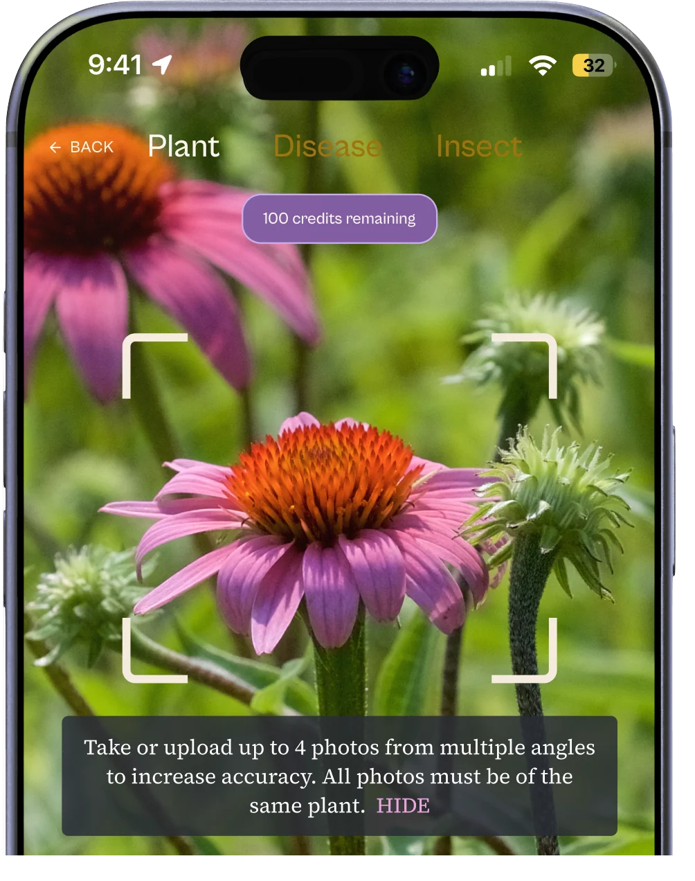 Ezina's camera in plant mode, framing a purple coneflower inside the focus brackets, with 100 credits remaining.
