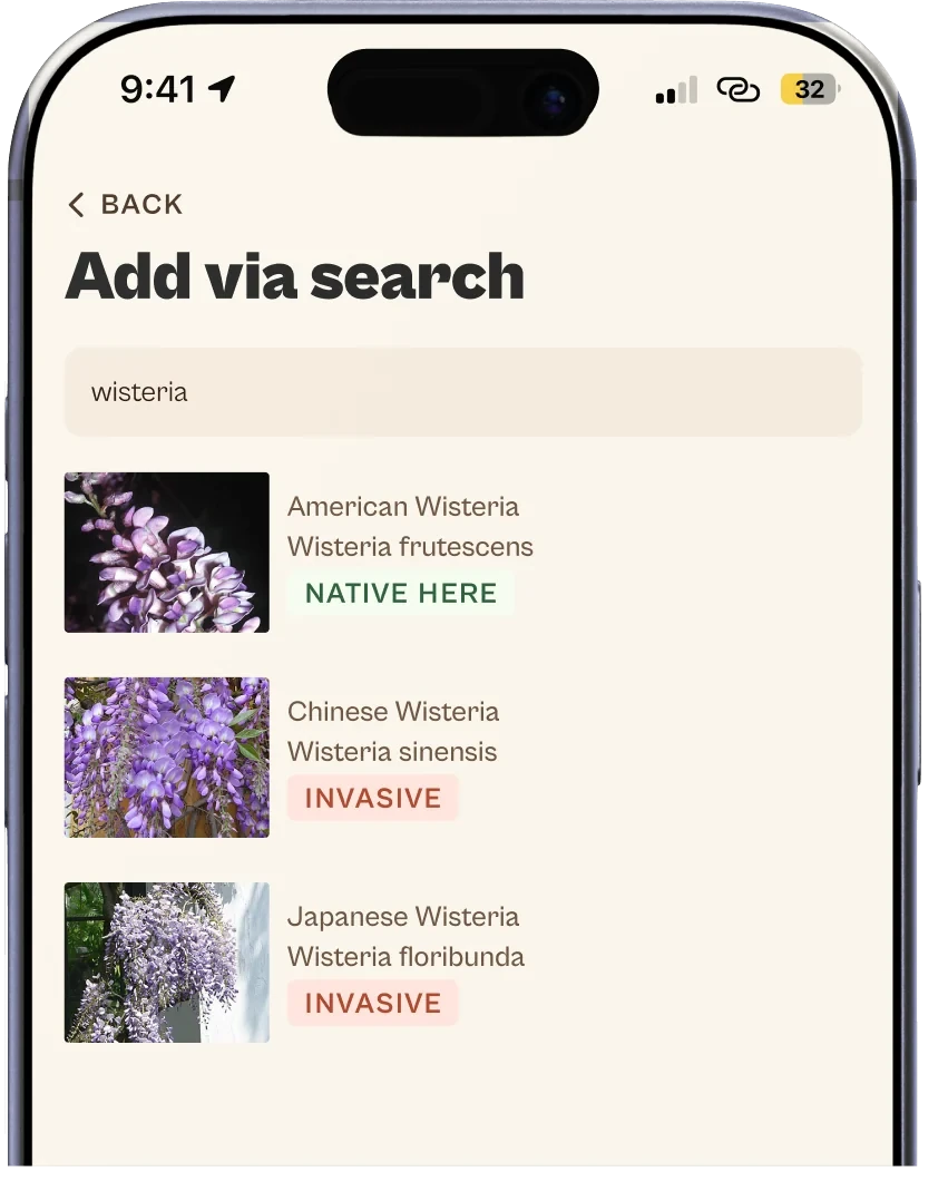 Searching wisteria in Ezina: American Wisteria is tagged Native here, Chinese and Japanese Wisteria are tagged Invasive.