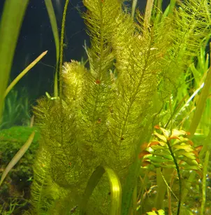 Western Watermilfoil (Myriophyllum hippuroides)