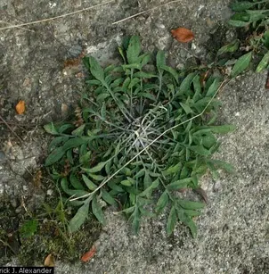 Spotted Knapweed (Centaurea stoebe subsp. micranthos)
