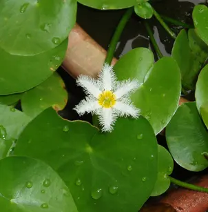 Water Snowflake (Nymphoides indica)