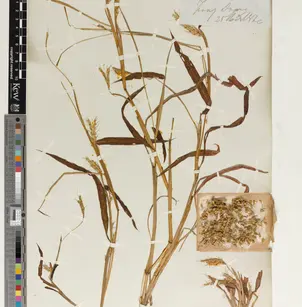 Ribbed Murainagrass (Ischaemum rugosum)