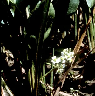Delta Arrowhead (Sagittaria platyphylla)
