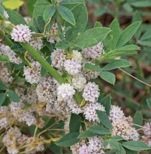 Alfalfa Dodder (Cuscuta approximata)
