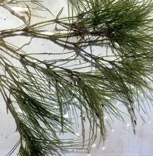 Brittle Waternymph (Najas minor)