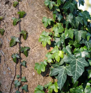 English Ivy (Hedera helix)