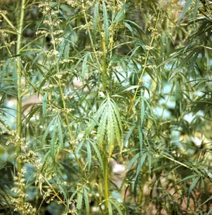Marijuana (Cannabis sativa)