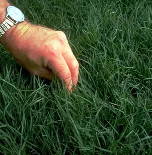Bermuda Grass (Cynodon dactylon)
