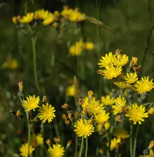 Meadow Hawkweed (Hieracium caespitosum)