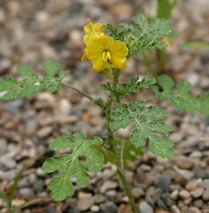 Buffalobur Nightshade (Solanum rostratum)