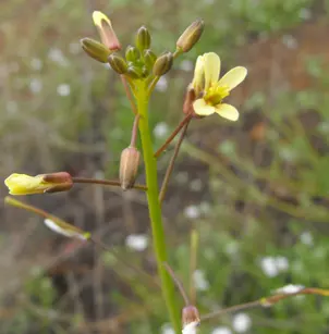 Asian Mustard (Brassica tournefortii)