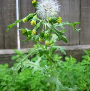 Old-Man-In-The-Spring (Senecio vulgaris)