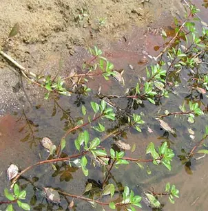 Floating Primrose-Willow (Ludwigia peploides subsp. glabrescens)