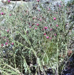 Spiny Plumeless Thistle (Carduus acanthoides)