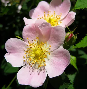 Dog Rose (Rosa canina)