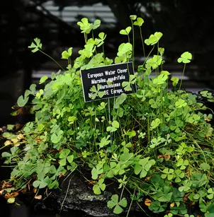 European Waterclover (Marsilea quadrifolia)