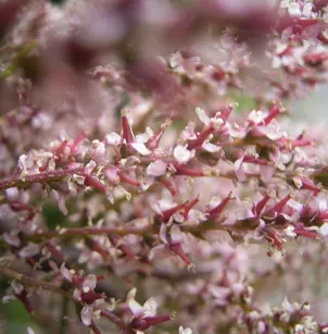 French Tamarisk (Tamarix gallica)