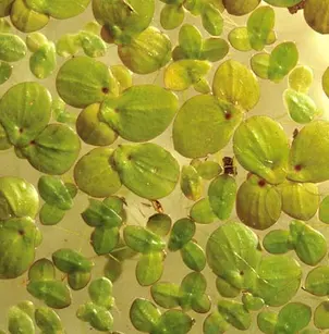 Dotted Duckmeat (Landoltia punctata)