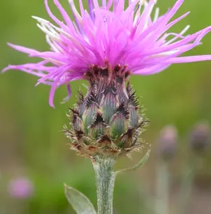 Spotted Knapweed (Centaurea stoebe)