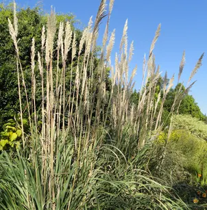 Plume Grass (Saccharum ravennae (Erianthus ravennae))