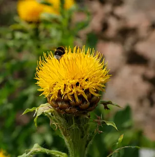 Bighead Knapweed (Centaurea macrocephala)