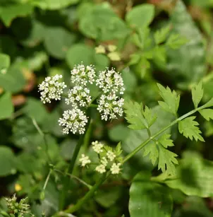 Java Waterdropwort (Oenanthe javanica)