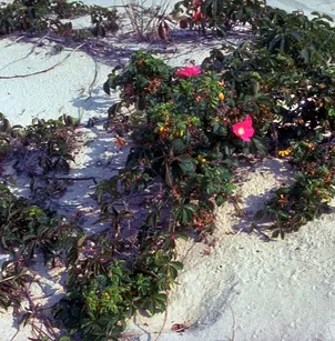 Japanese Rose (Rosa rugosa)