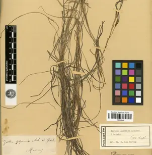 Dwarf Eelgrass (Nanozostera japonica)