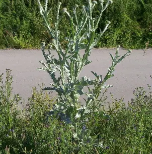Scotch Cottonthistle (Onopordum acanthium)