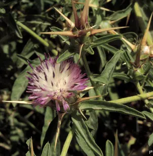 Iberian Knapweed (Centaurea iberica)