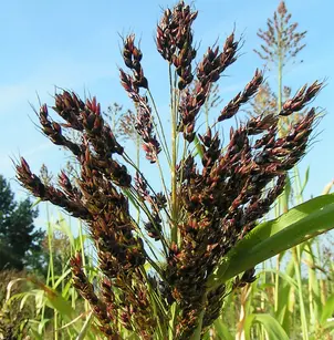 Sorghum (Sorghum bicolor)