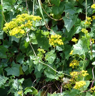 Cape-Ivy (Delairea odorata)
