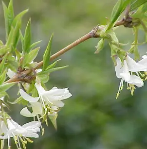 Sweet Breath of Spring (Lonicera fragrantissima)