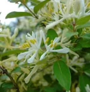 Morrow's Honeysuckle (Lonicera morrowii)