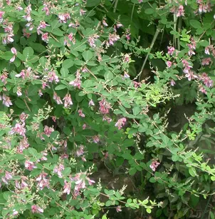 Shrub Lespedeza (Lespedeza bicolor)