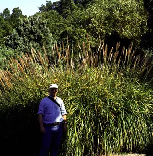 Maiden Grass (Miscanthus sinensis)