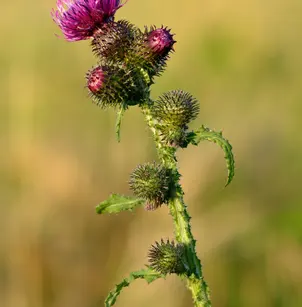 Curly Plumeless Thistle (Carduus crispus)