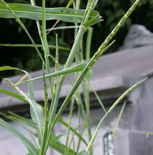 Itchgrass (Rottboellia cochinchinensis)