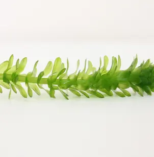 Brazilian Waterweed (Egeria densa)