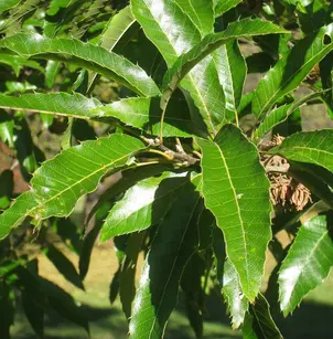 Sawtooth Oak (Quercus acutissima)