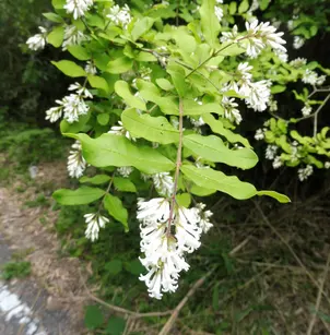 Border Privet (Ligustrum obtusifolium)