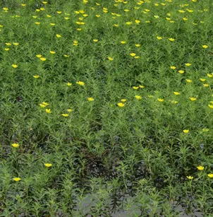 Large-Flower Primrose-Willow (Ludwigia grandiflora)