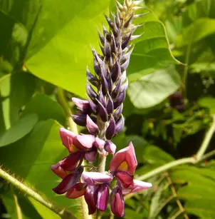 Kudzu (Pueraria montana)