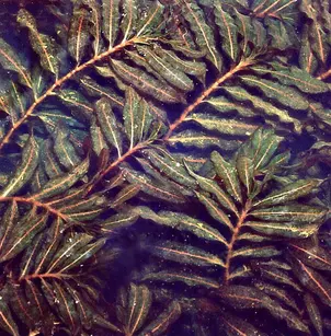 Curly Pondweed (Potamogeton crispus)
