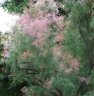 Saltcedar (Tamarix ramosissima)