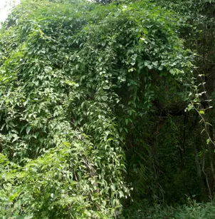 Stinkvine (Paederia foetida)