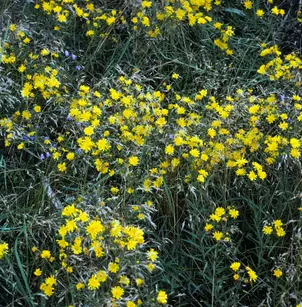 Hairy Cat's Ear (Hypochaeris radicata)